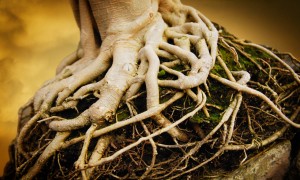 Gnarled Tree Roots --- Image by © Royalty-Free/Corbis